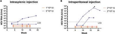 Study of Hepatitis E Virus-4 Infection in Human Liver-Chimeric, Immunodeficient, and Immunocompetent Mice